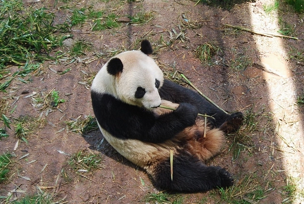 市特教中心的孩子们与大熊猫一起过“六一”